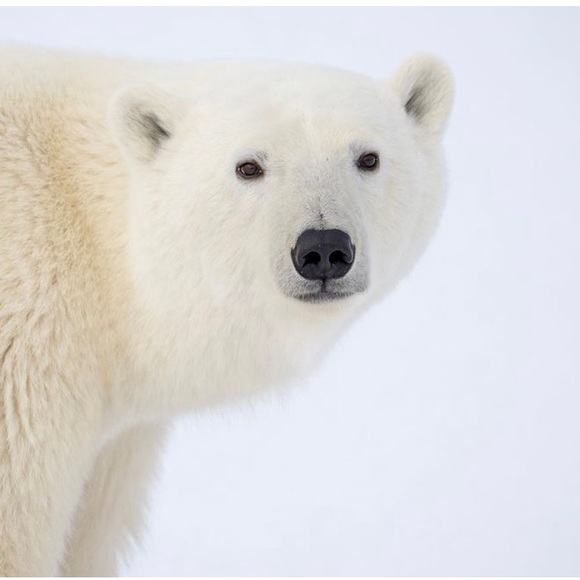 Meet your Posher, Tess! - Picture 2 of 8